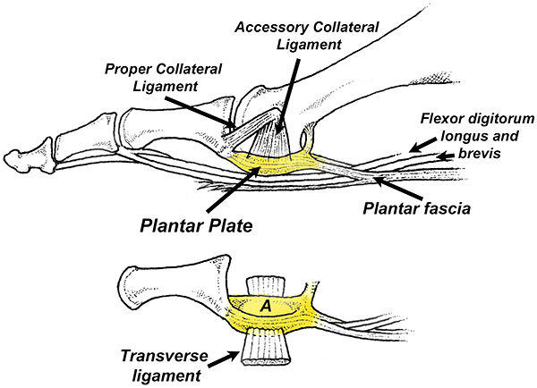 The plantar plate The plantar plate