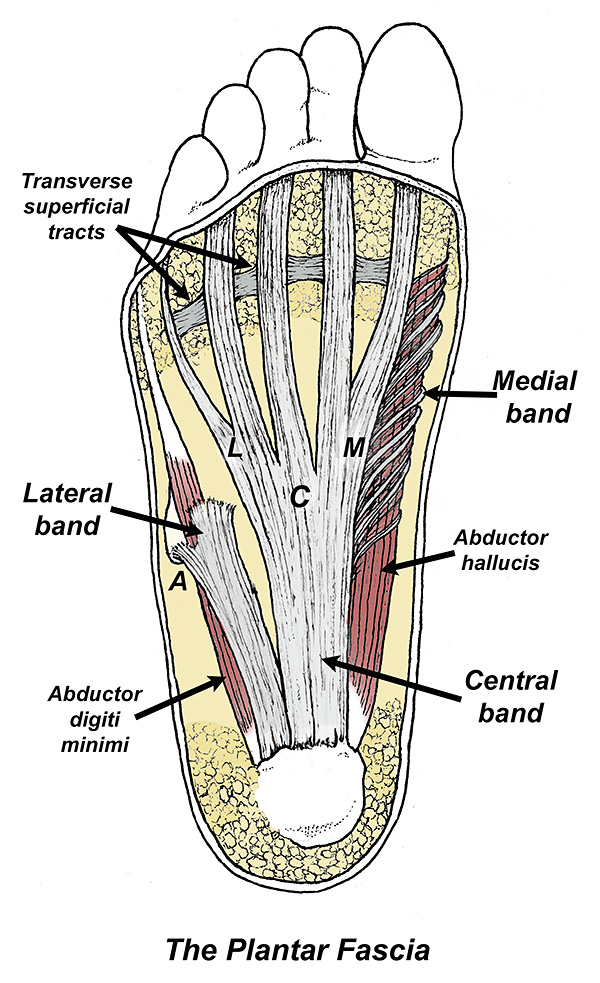 The Plantar Fascia