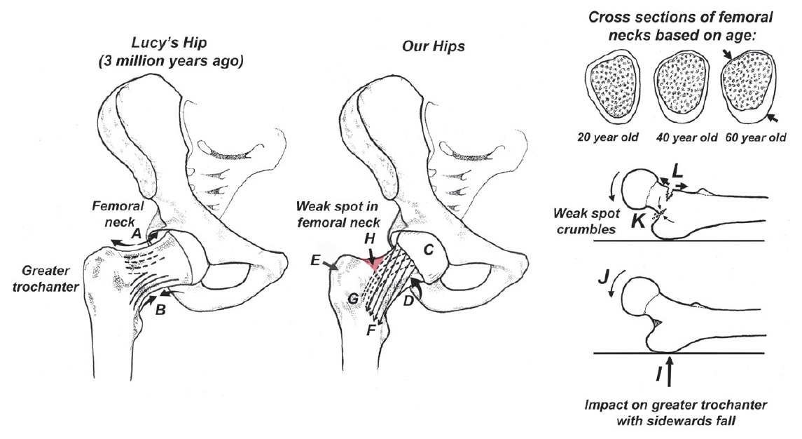 Evolutionary adaptations to bipedality