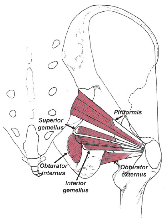 Evolutionary adaptations to bipedality