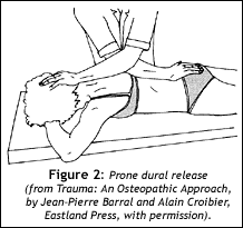 The Dura Mater And The Spinal Cord 