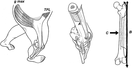 Iliotibial Band Anatomy