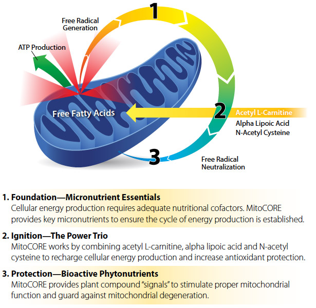 The Micronutrient 'Backbone'
