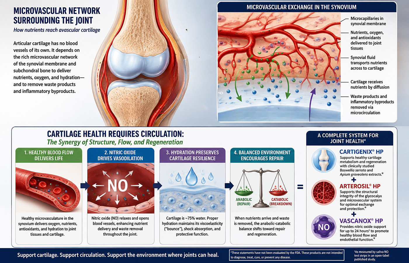 Cartilage and Blood Flow