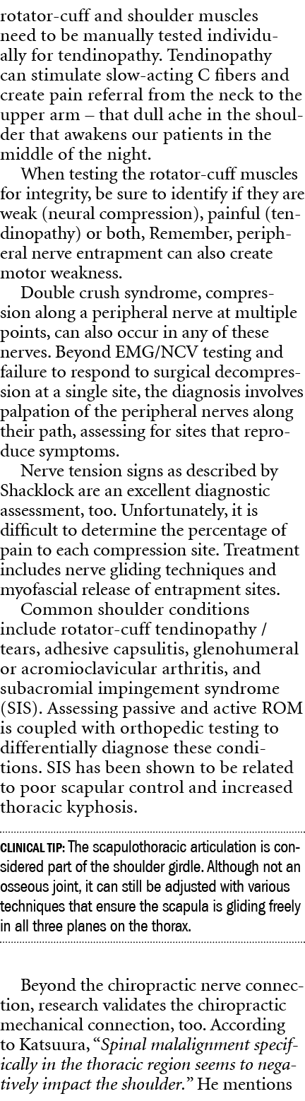rotator cuff and shoulder muscles need to be manually tested individually for tendinopathy. Tendinopathy can stimulat...