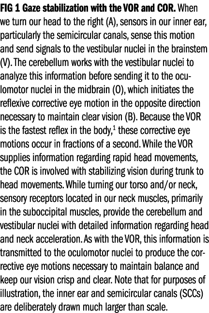 FIG 1 Gaze stabilization with the VOR and COR. When we turn our head to the right (A), sensors in our inner ear, part...
