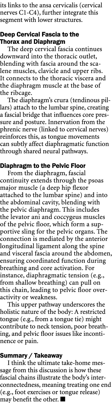 its links to the ansa cervicalis (cervical nerves C1 C4), further integrate this segment with lower structures. Deep ...