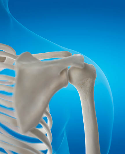 3d rendered medically accurate illustration of the shoulder joint