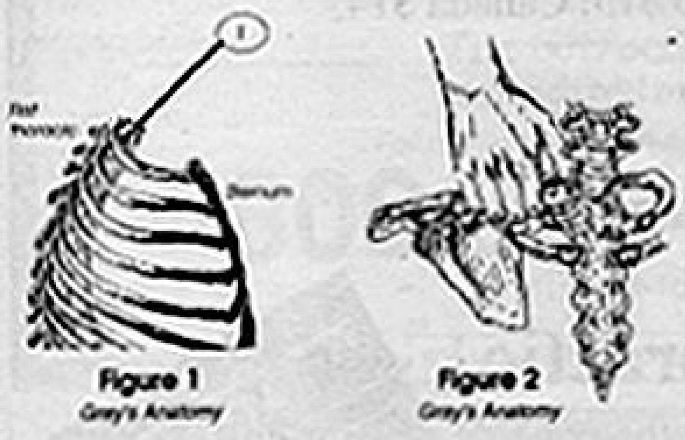 Figure A: First Rib. Figure B: Clavicle.