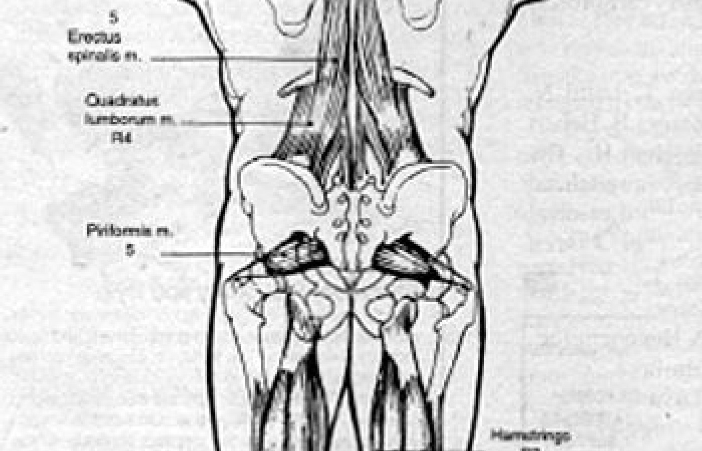 Rear View of Muscle Imbalances