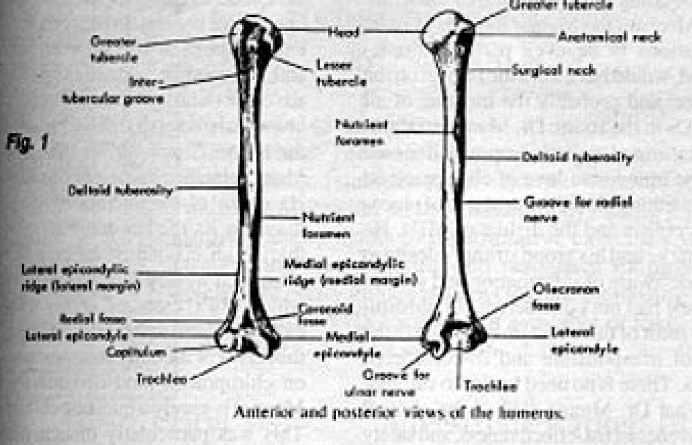 Anterior and posterior views of the humerus.