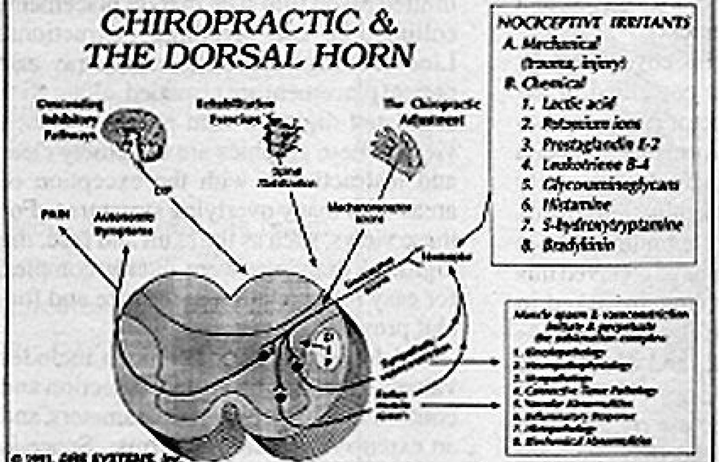 Chiropractic and the Doral Horn