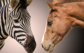 Horses or Zebras? A Case Challenge