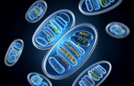 Putting Mitochondrial Health at the Center of Clinical Care