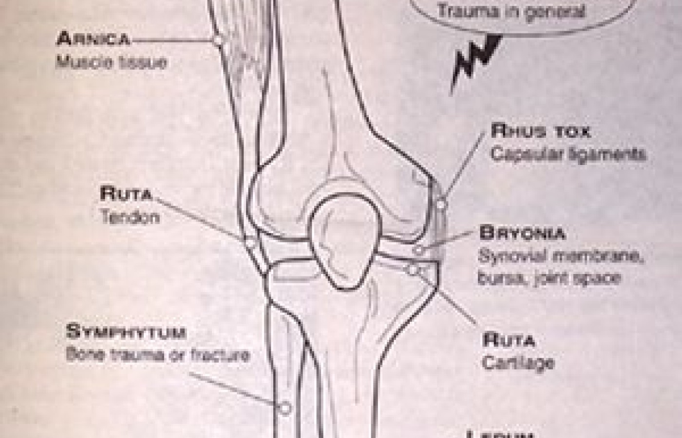 Knee Joint