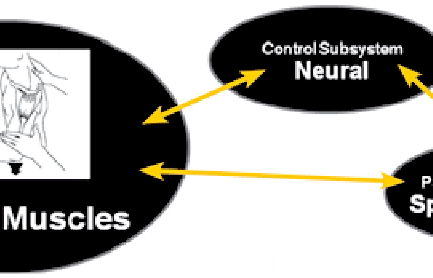 The chiropractic subluxation