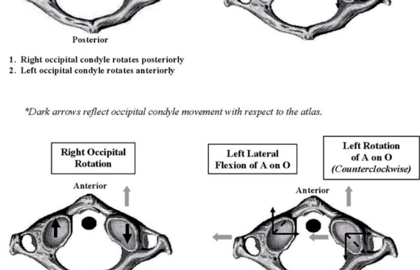 cervical spine