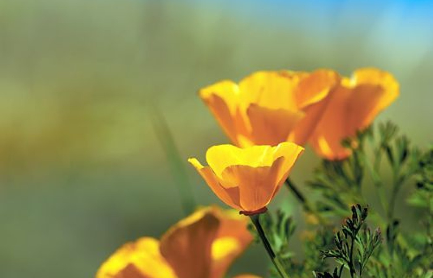 california poppy