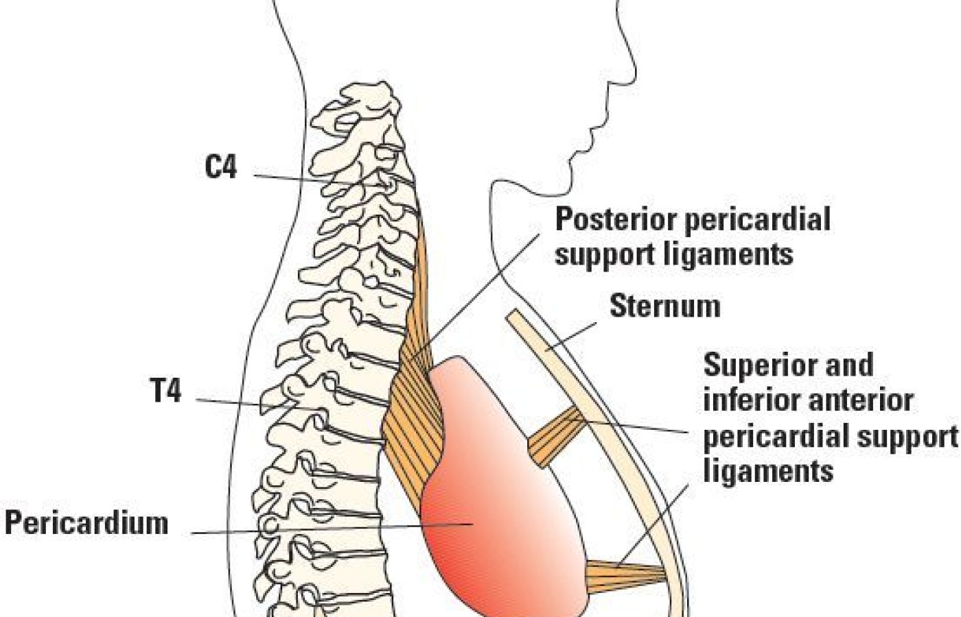 pericardium