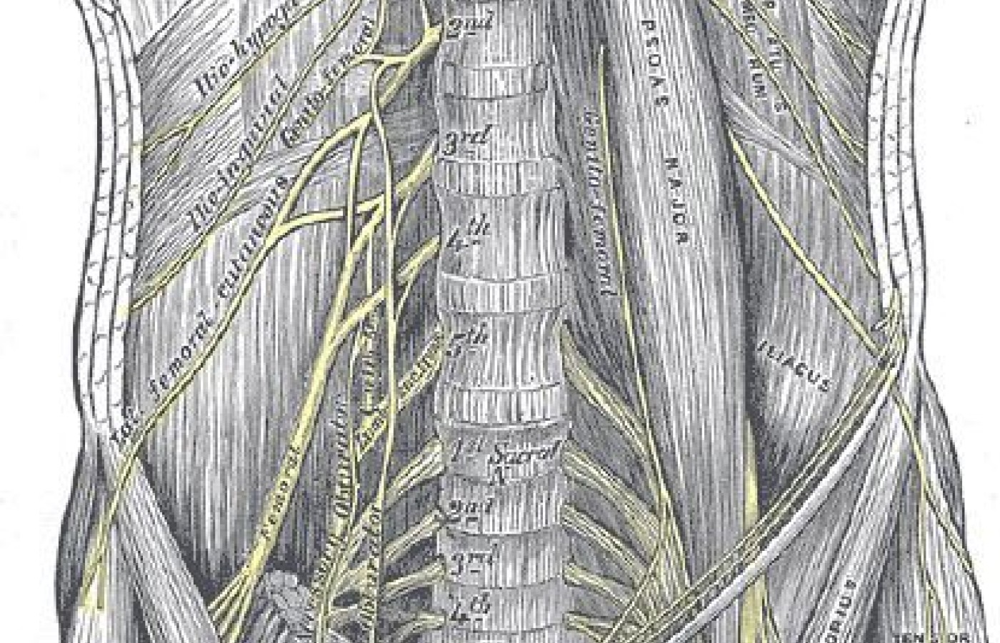 Anterior lumbar nerves