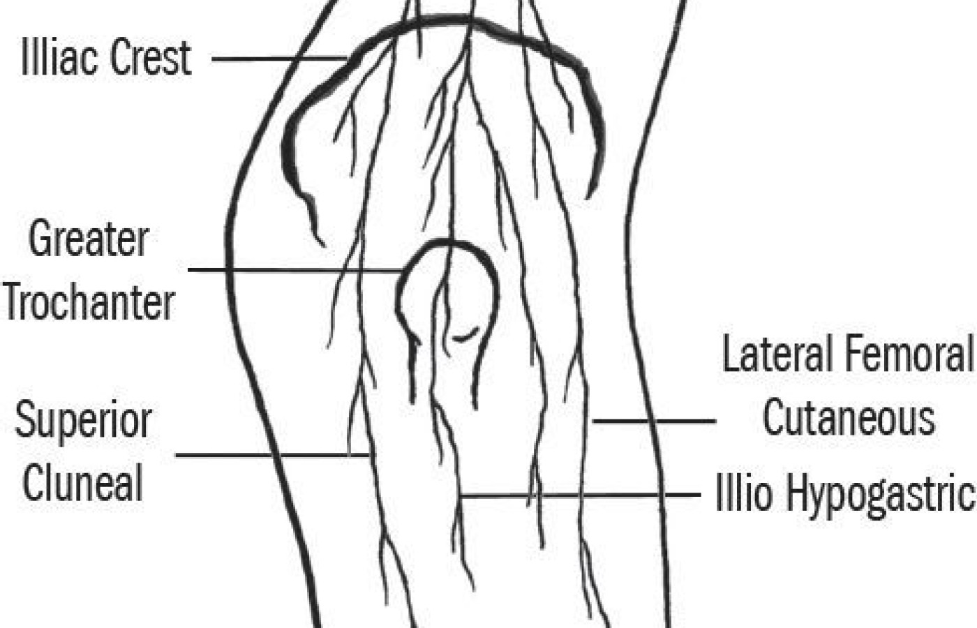 sensory nerves