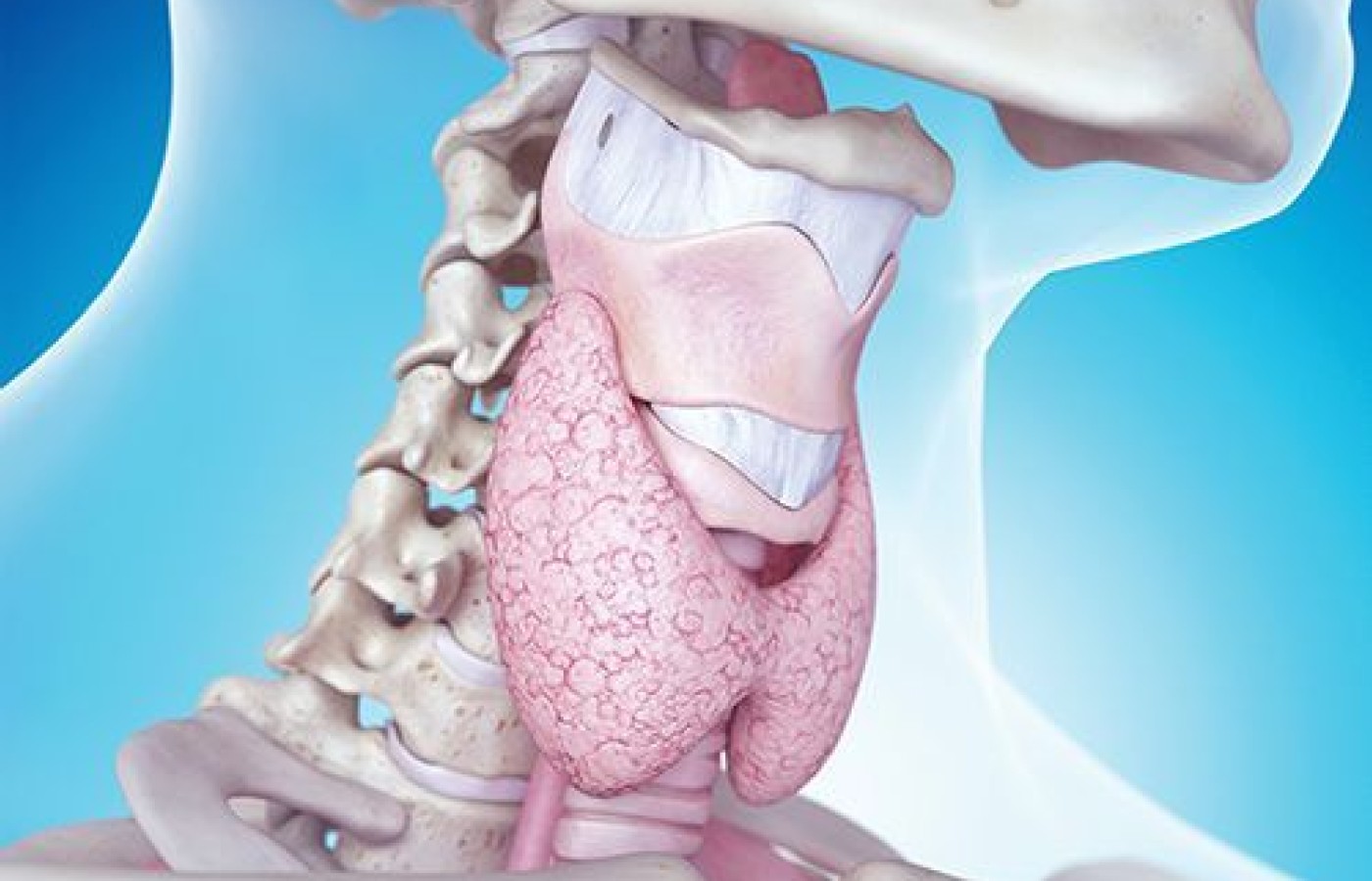 Laryngeal Cartilage