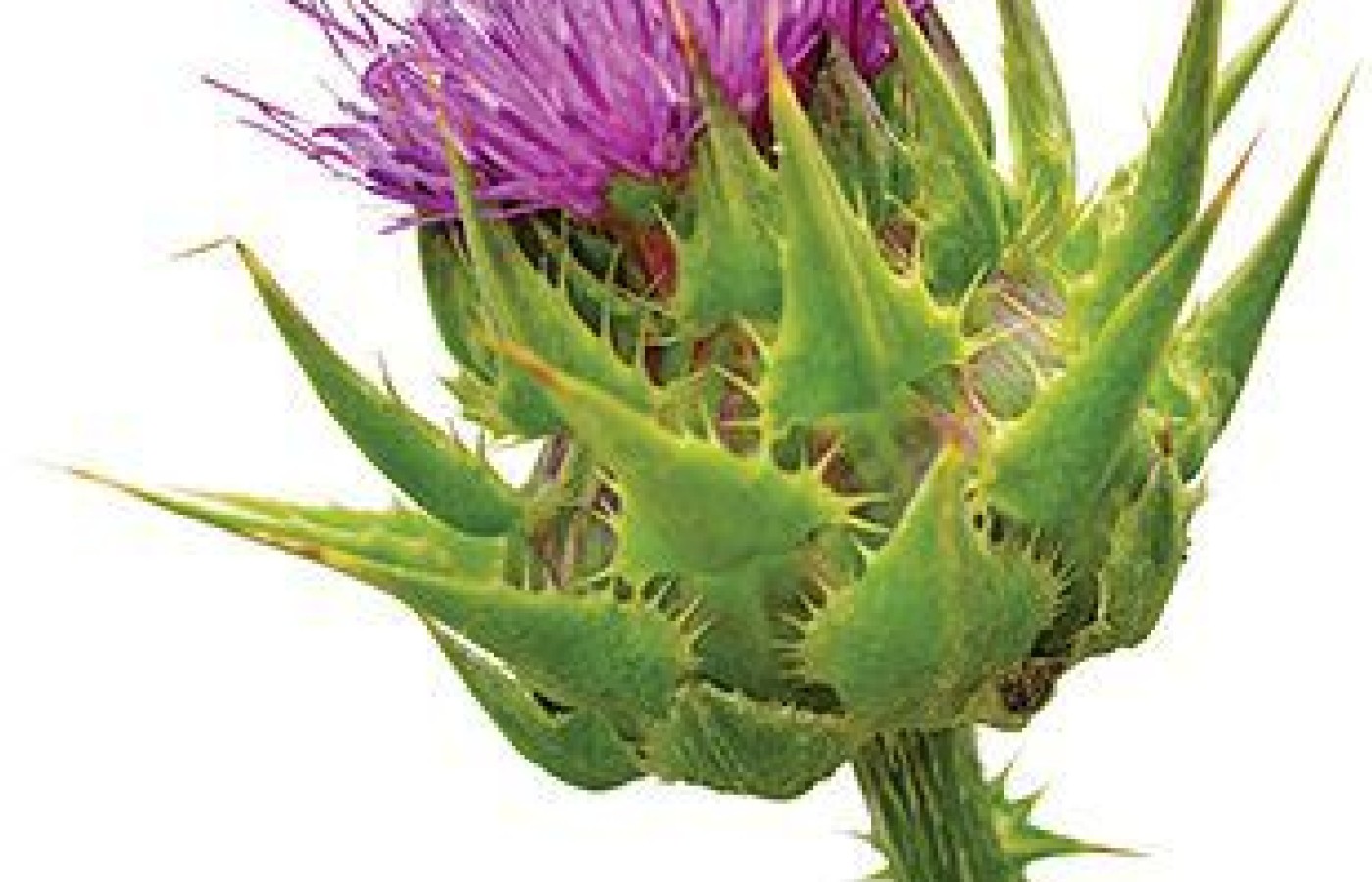 milk thistle