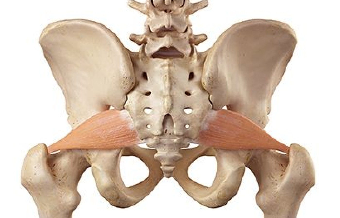 piriformis