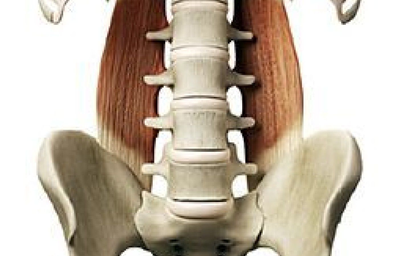 Quadratus Lumborum