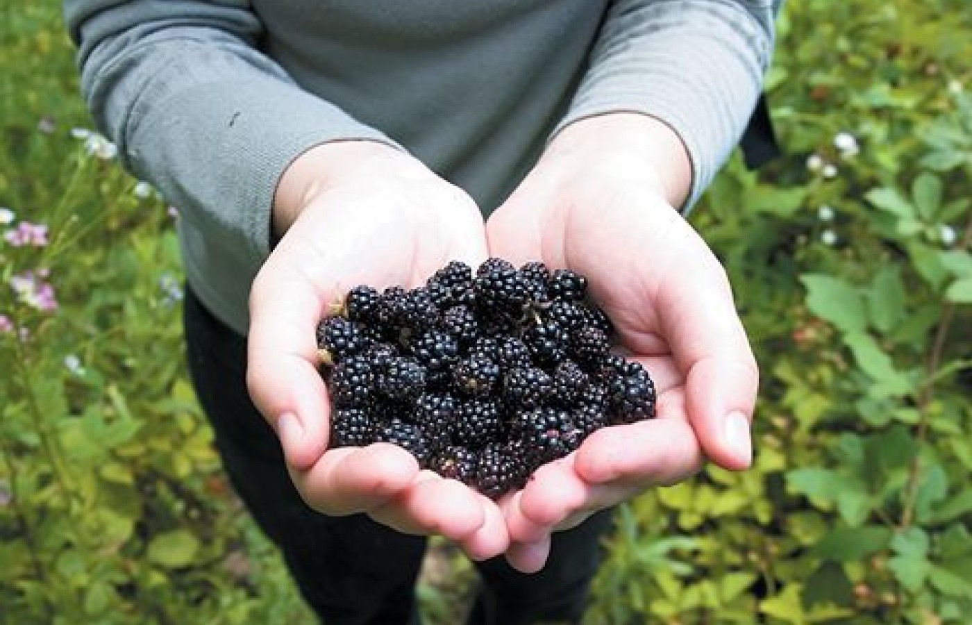 raspberries in hands