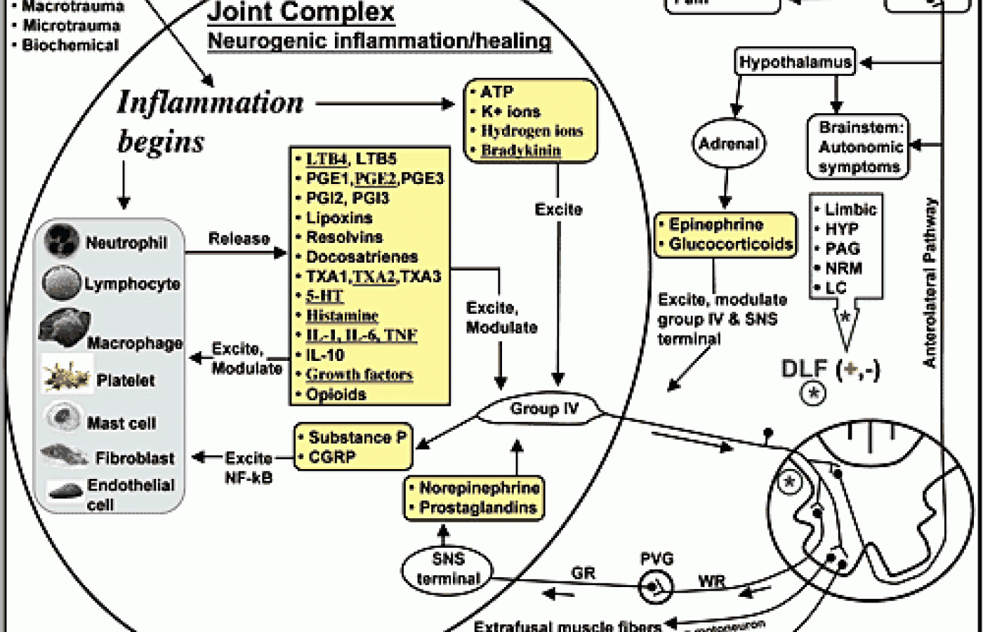 Neurogenic Inflammation