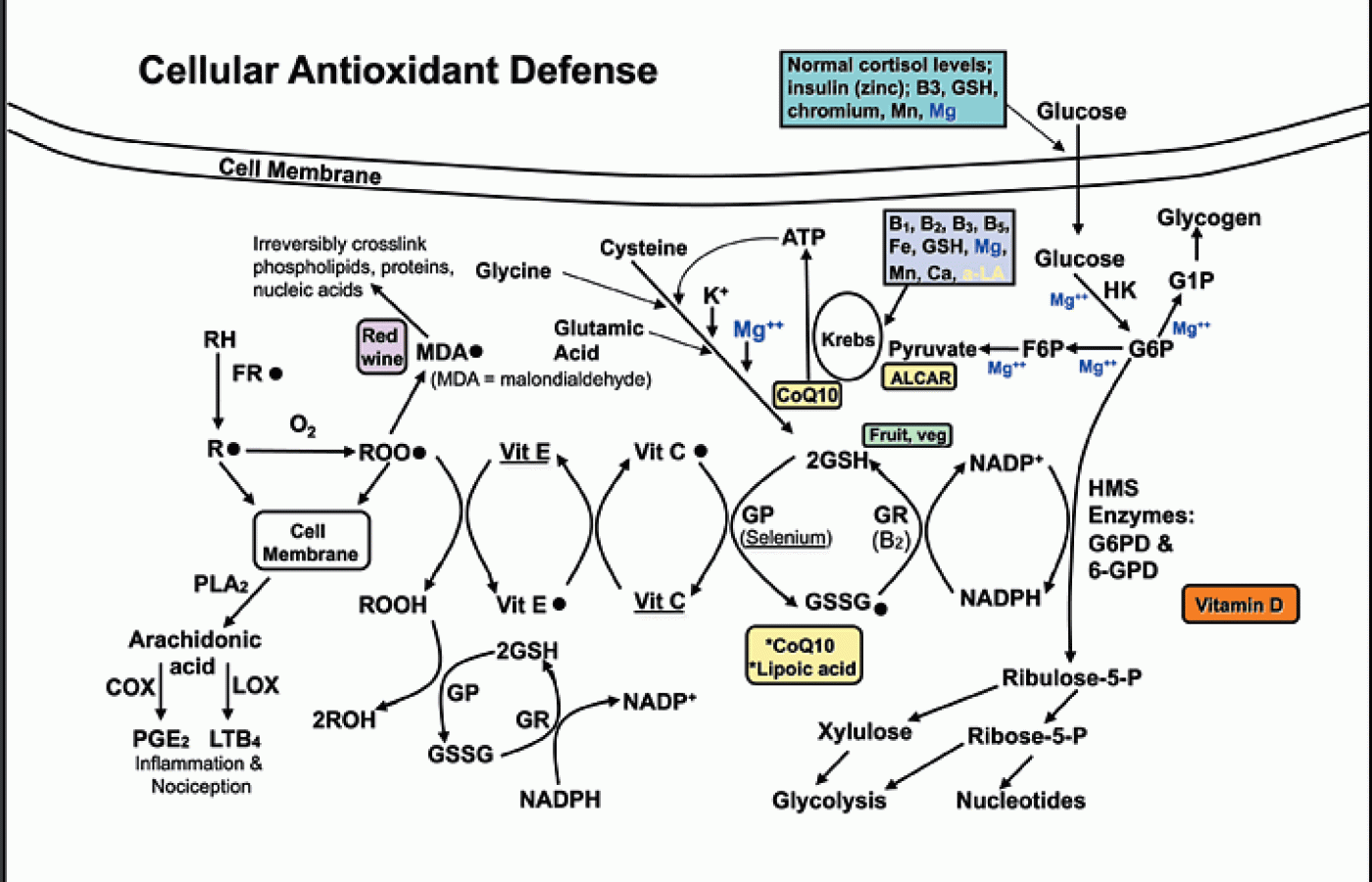 Antioxidant Metabolism