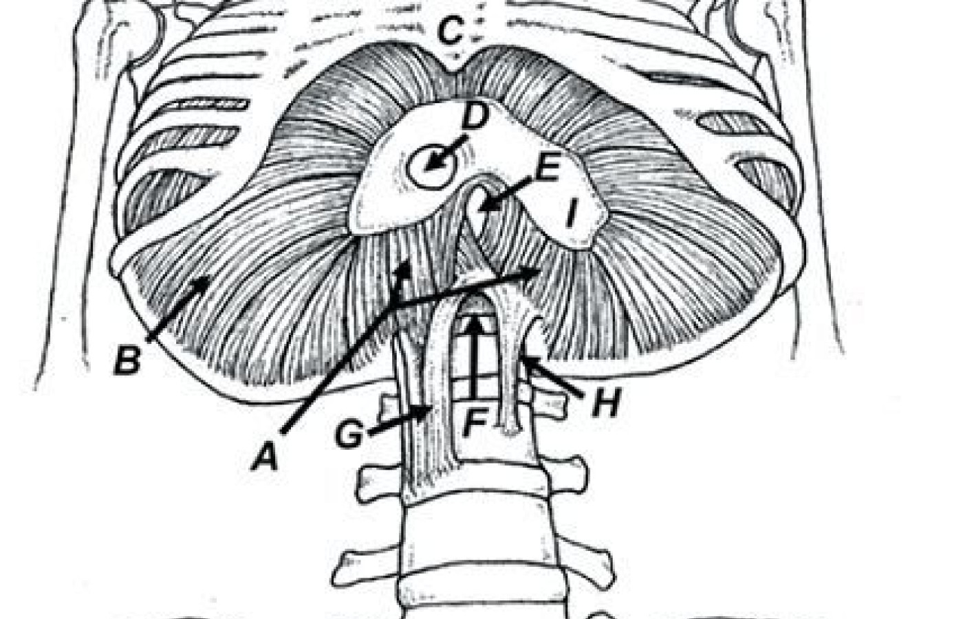 spine diagram