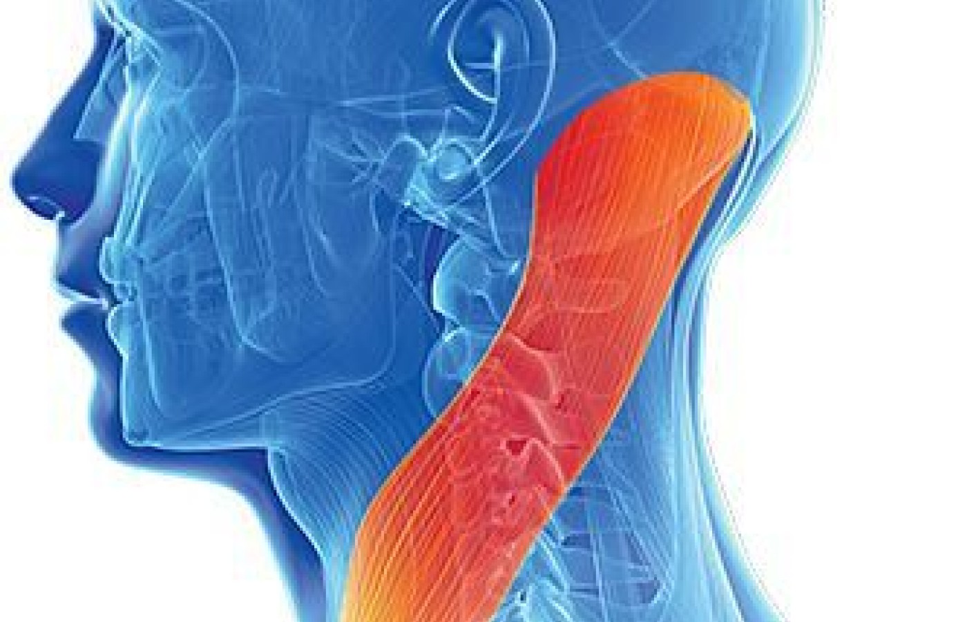 sternocleidomastoid