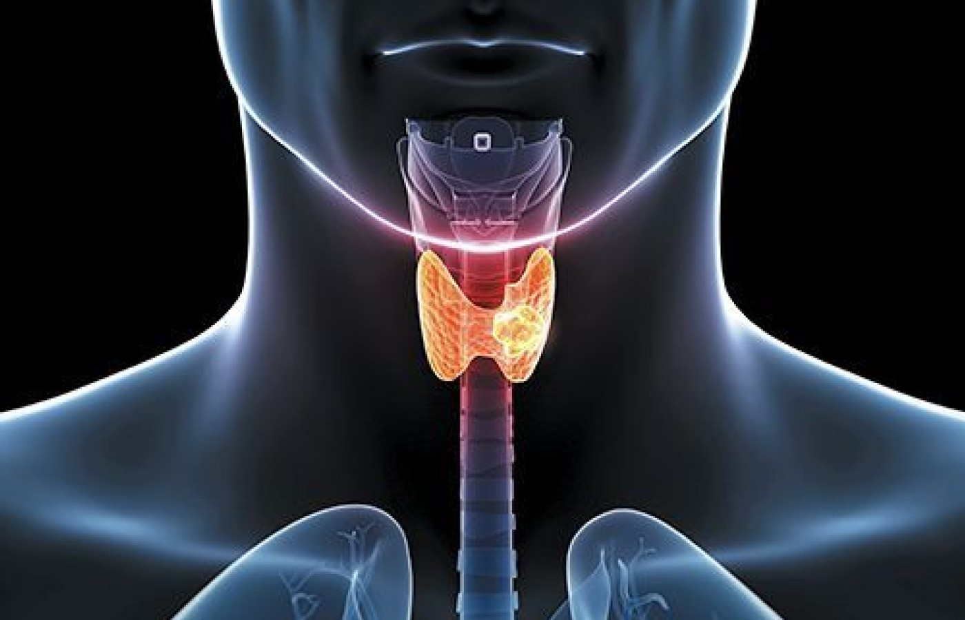 thyroid gland